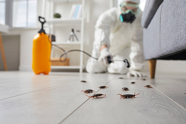 Post-Treatment Bed Bug Interceptor Monitoring in Independence